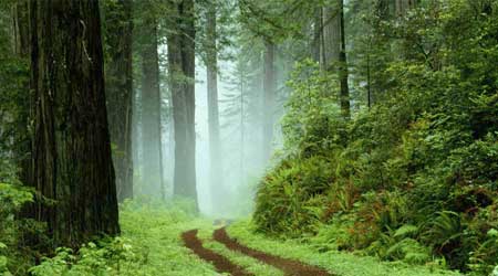 Forrest